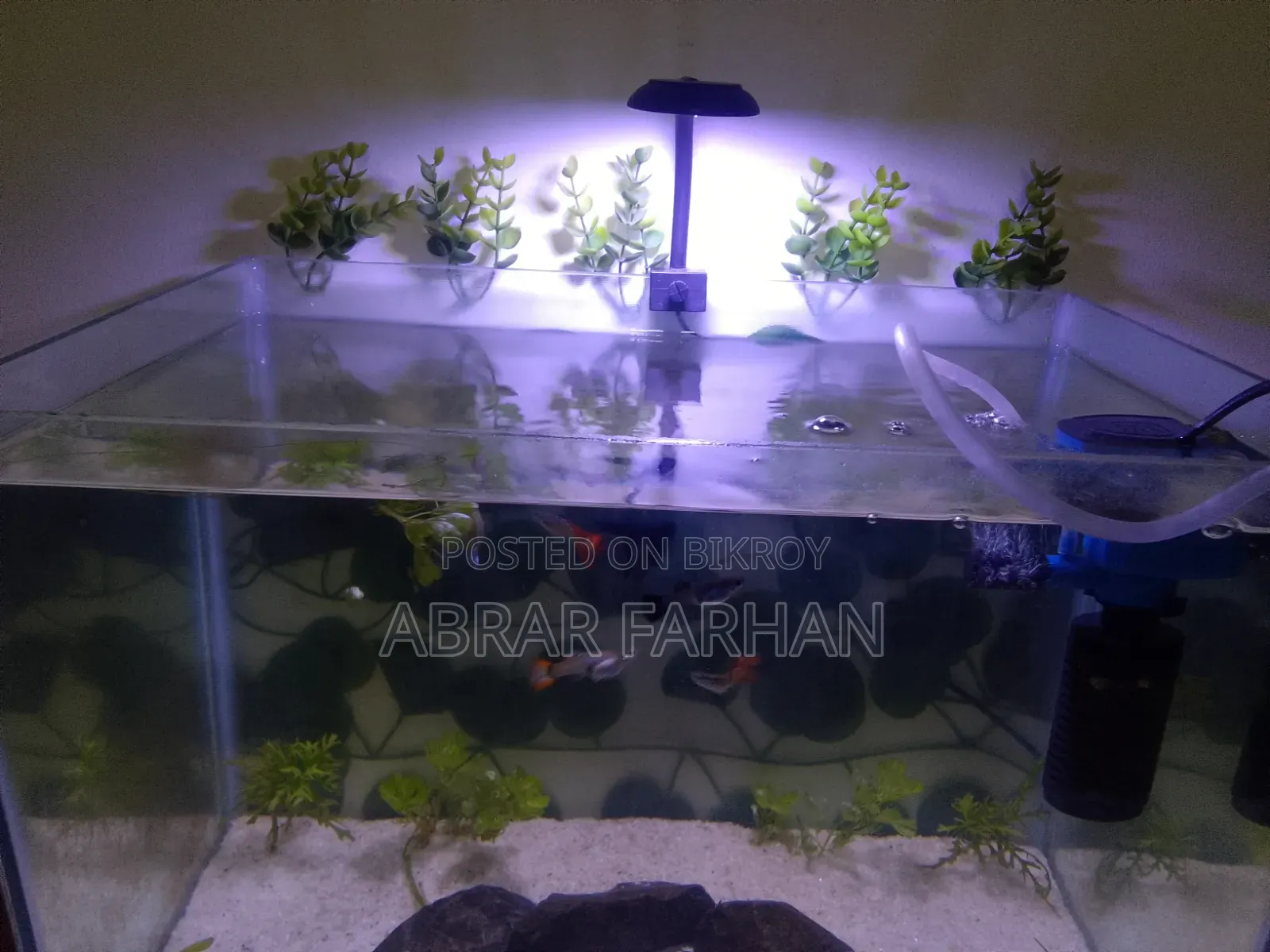 Aquarium Full Setup And Fish
