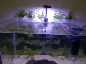 Aquarium Full Setup And Fish