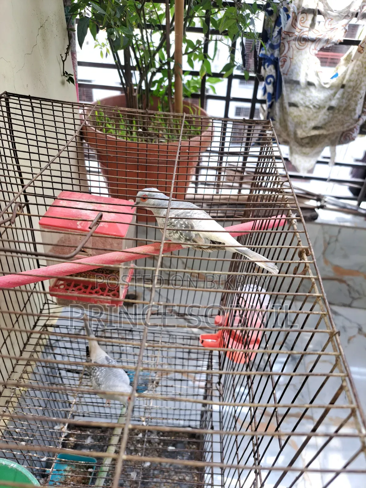 Diamond Dove for sale without cage