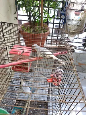 Diamond Dove for sale without cage