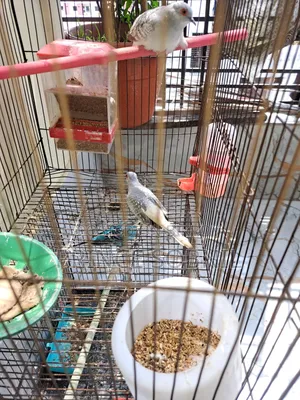 Diamond Dove for sale without cage
