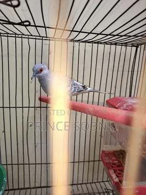 Diamond Dove for sale without cage