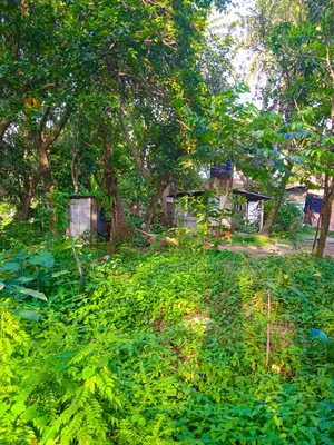 12 Decimal Land for Sale with Mud House and Complete Documents