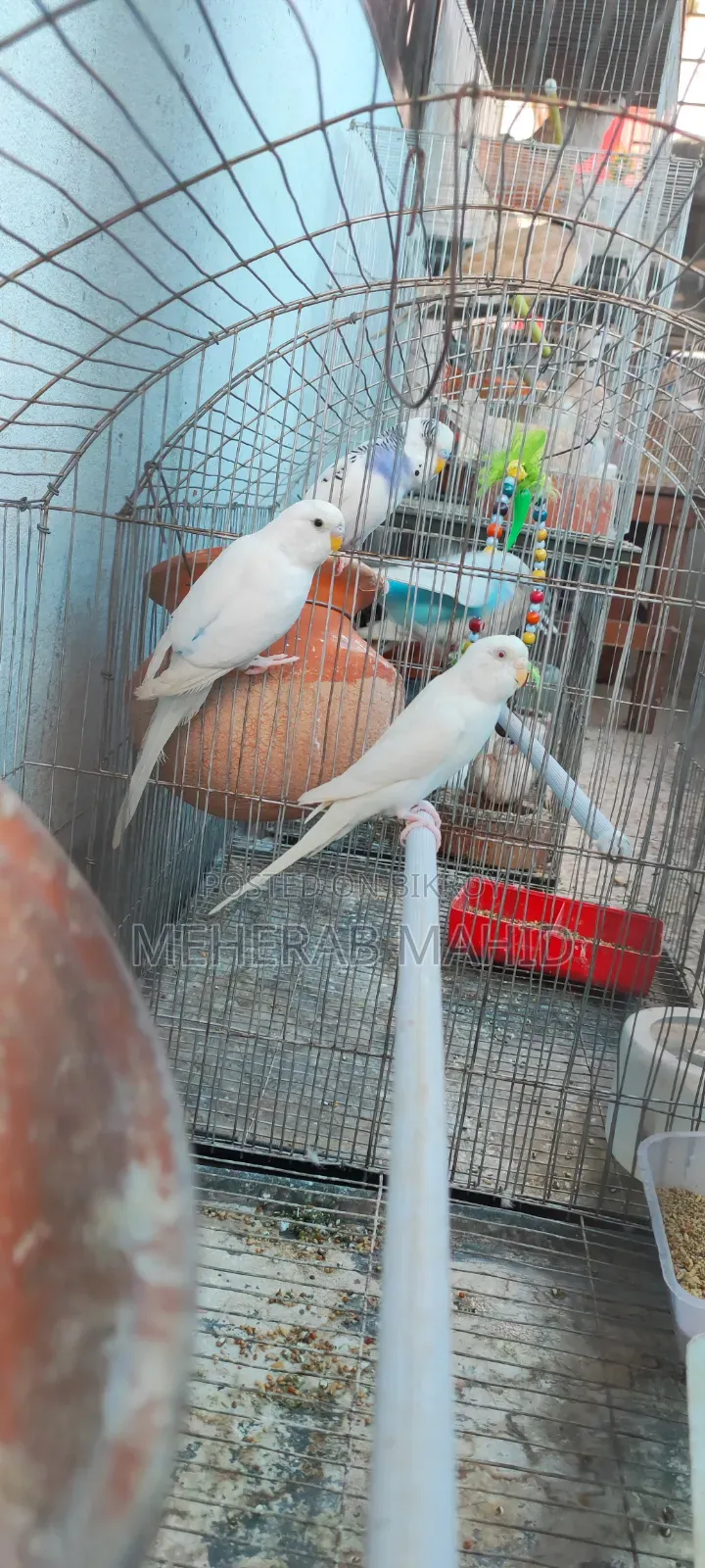 Breeding cage with everything inside 2 pairs