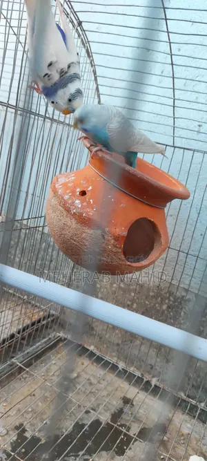 Breeding cage with everything inside 2 pairs