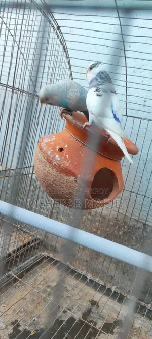 Breeding cage with everything inside 2 pairs