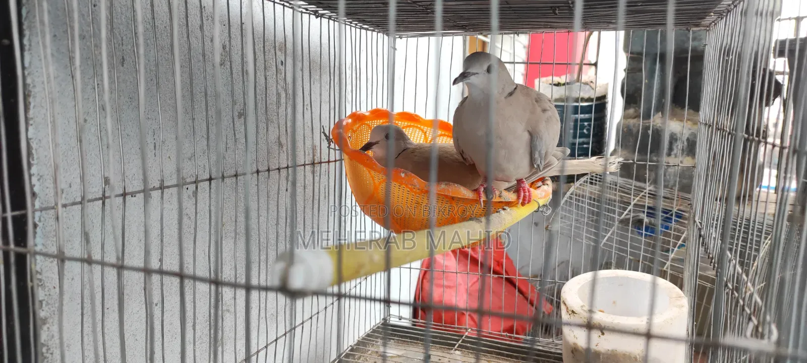 Dove with cage 1000 Taka Fixed, includes 2 eggs