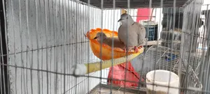 Dove with cage 1000 Taka Fixed, includes 2 eggs