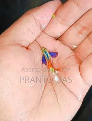 RTP Guppy Fish High Quality