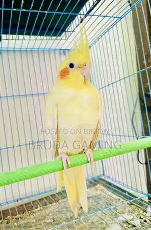 Lutino Cockatiel Pearl Female