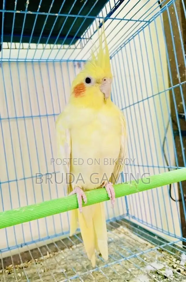 Lutino Cockatiel Pearl Female