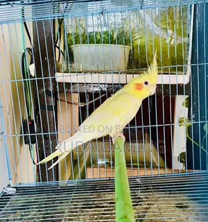 Lutino Cockatiel Pearl Female