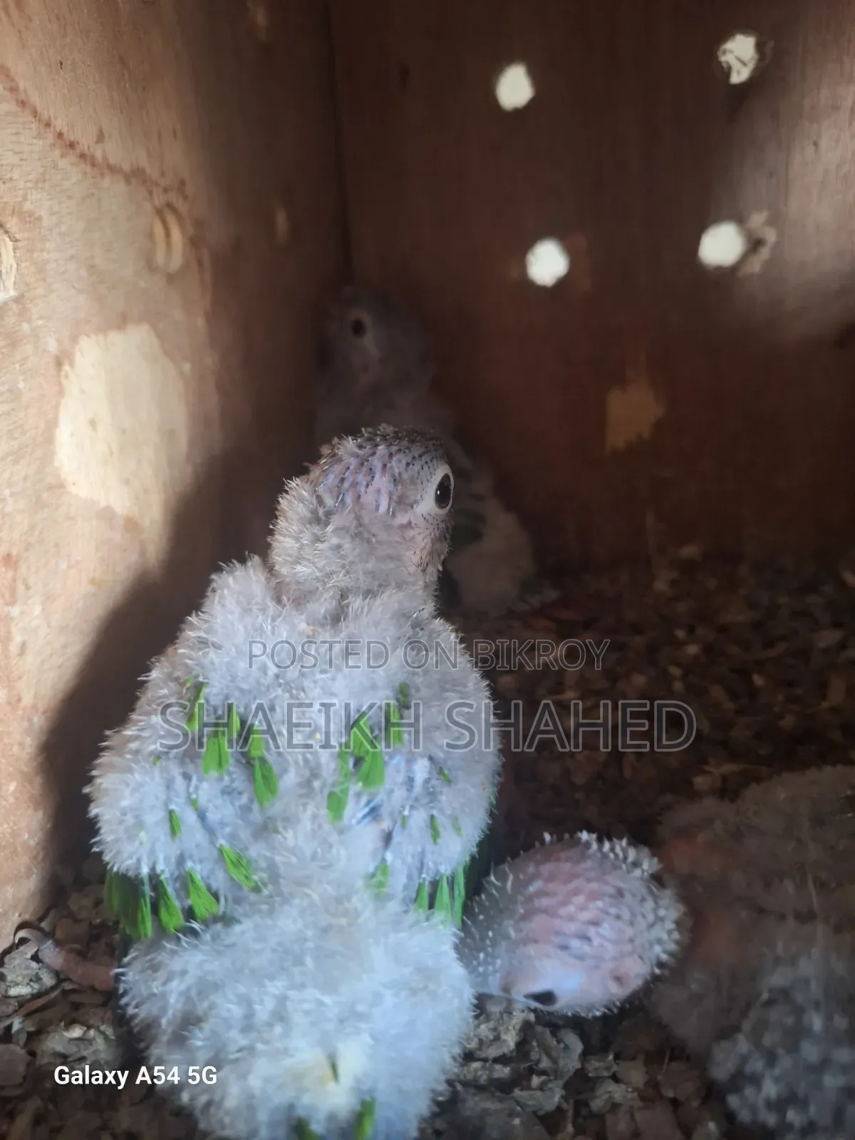 Conure Tame Size Baby