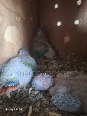 Conure Tame Size Baby