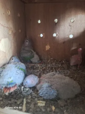 Conure Tame Size Baby