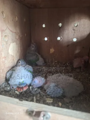 Conure Tame Size Baby