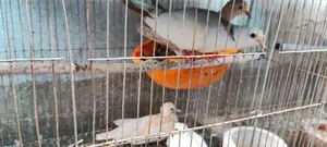 Dove with cage 1400 Taka Fixed, comes with 2 babies