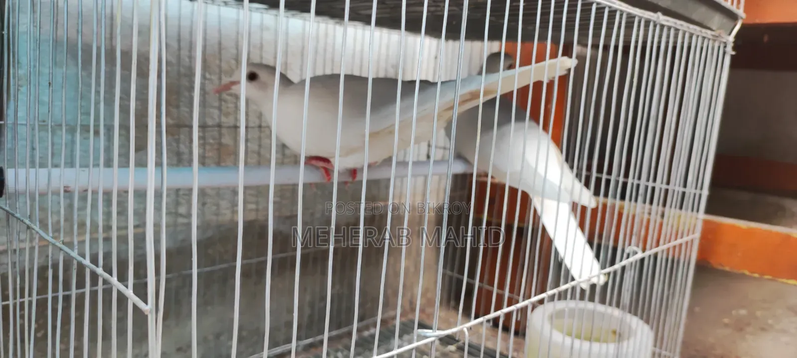 White Colour Dove with cage 1200