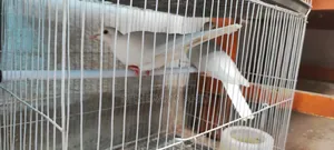 White Colour Dove with cage 1200