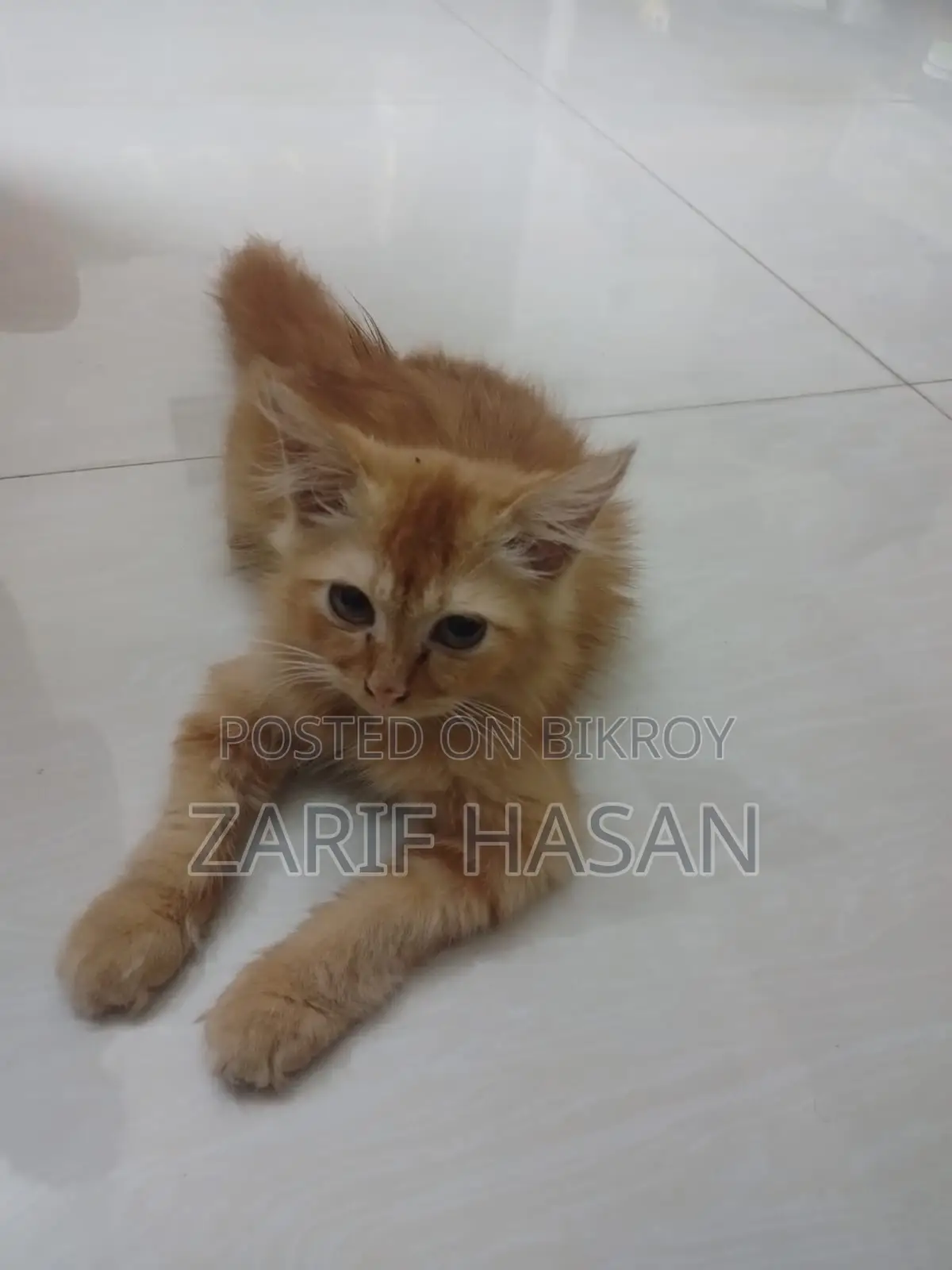 1-3 Months Female Purebred Persian