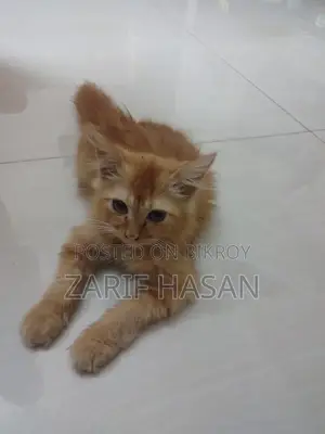 ১-৩ মাস বয়সী স্ত্রী পার্সিয়ান বিড়াল