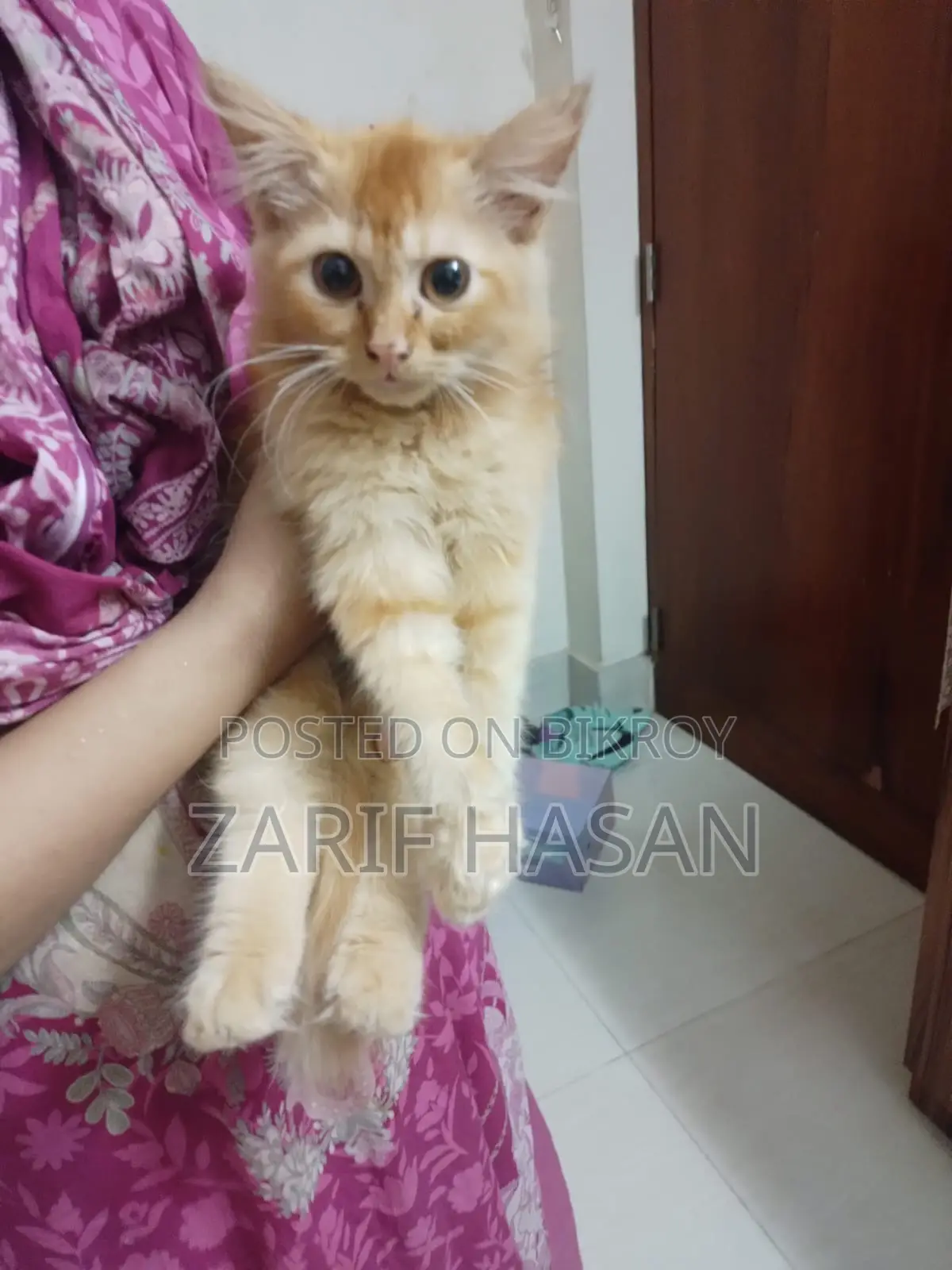 1-3 Months Female Purebred Persian