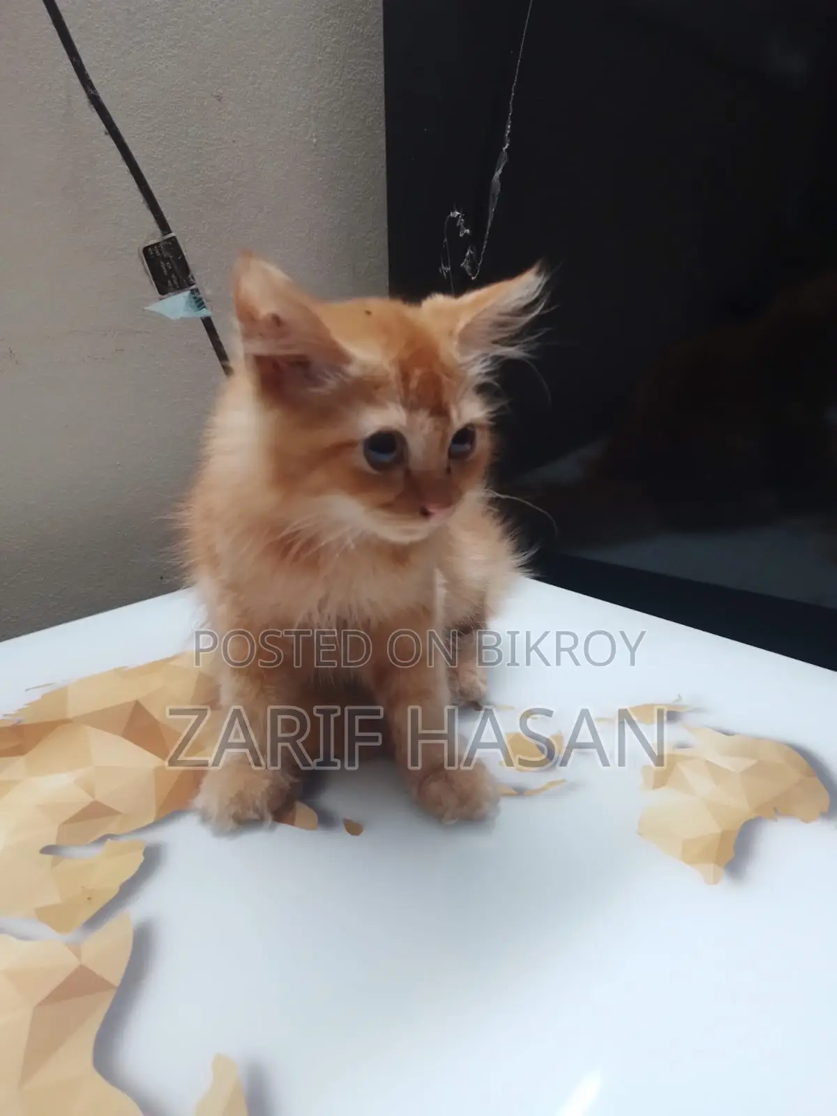 1-3 Months Female Purebred Persian