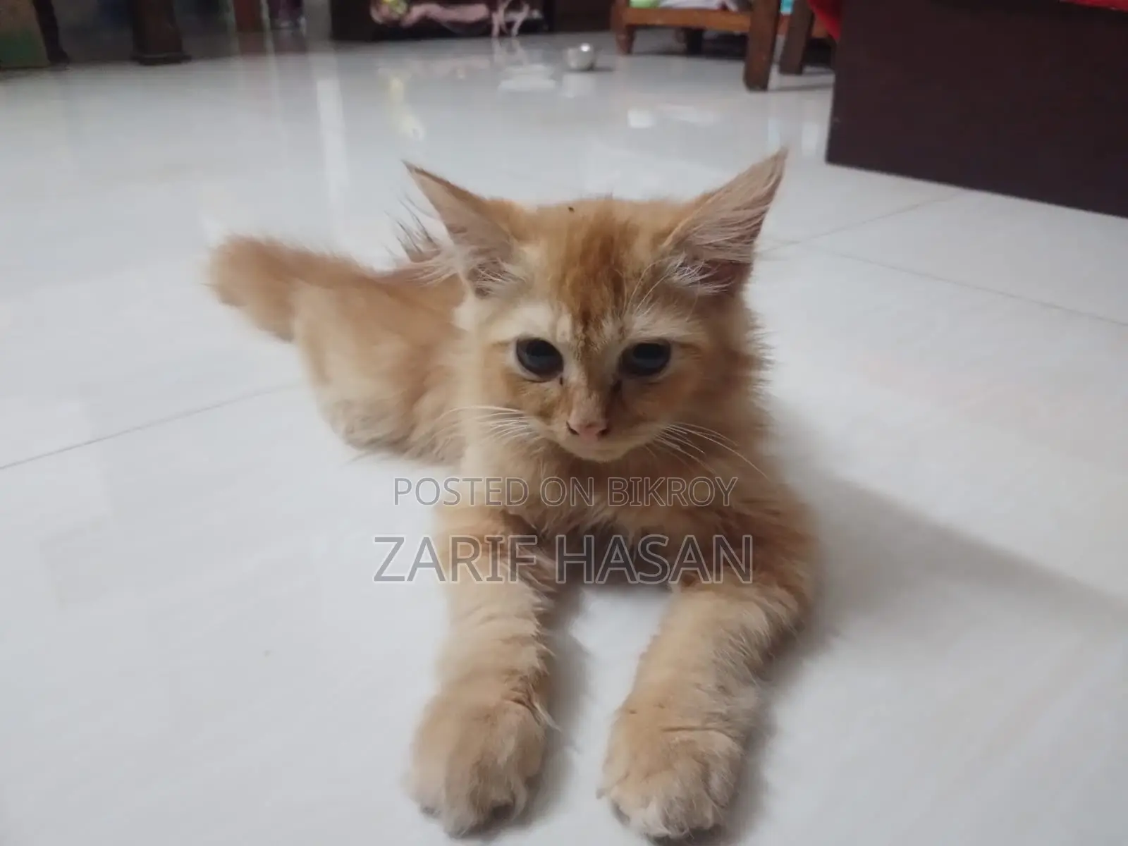 1-3 Months Female Purebred Persian