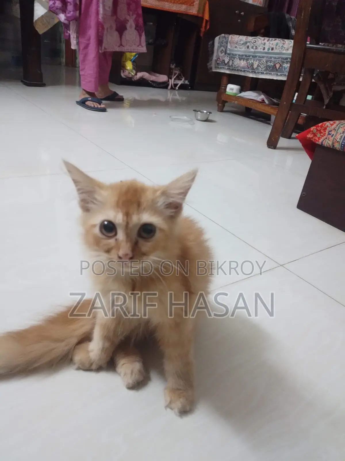 1-3 Months Female Purebred Persian