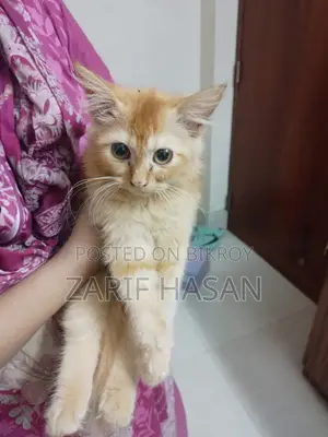 1-3 Months Female Purebred Persian