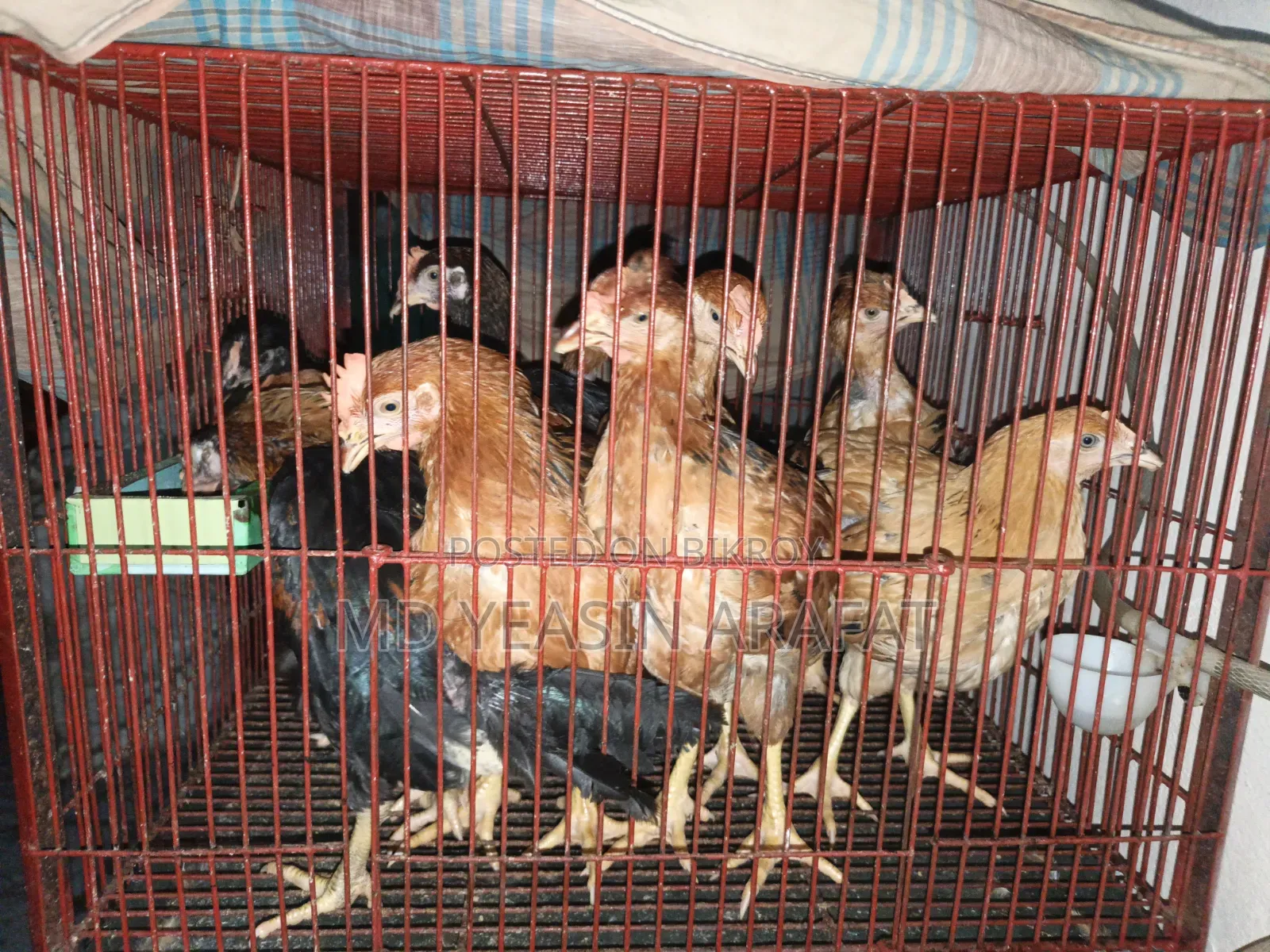 Hill-tracts Large Laijja Breed Chicken