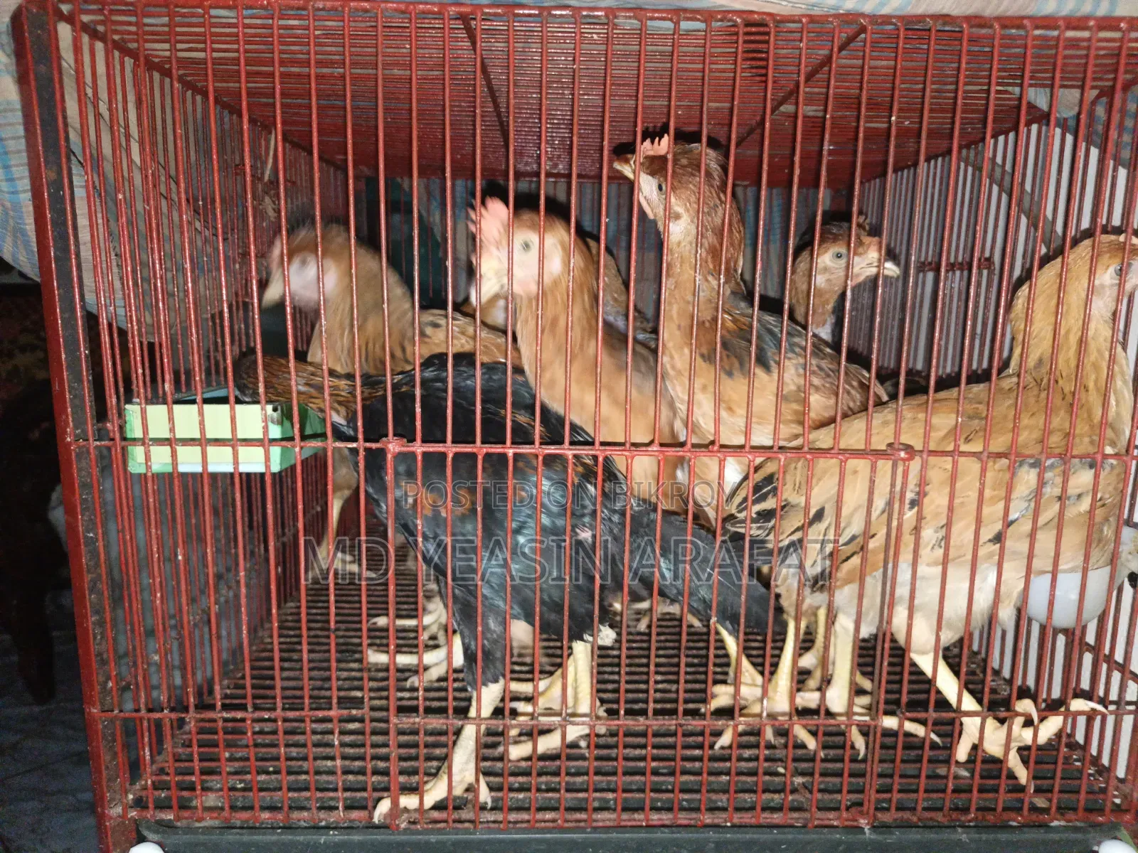 Hill-tracts Large Laijja Breed Chicken
