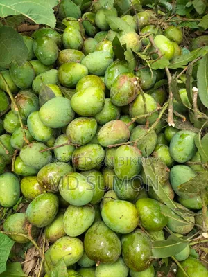 Himsagar Mango