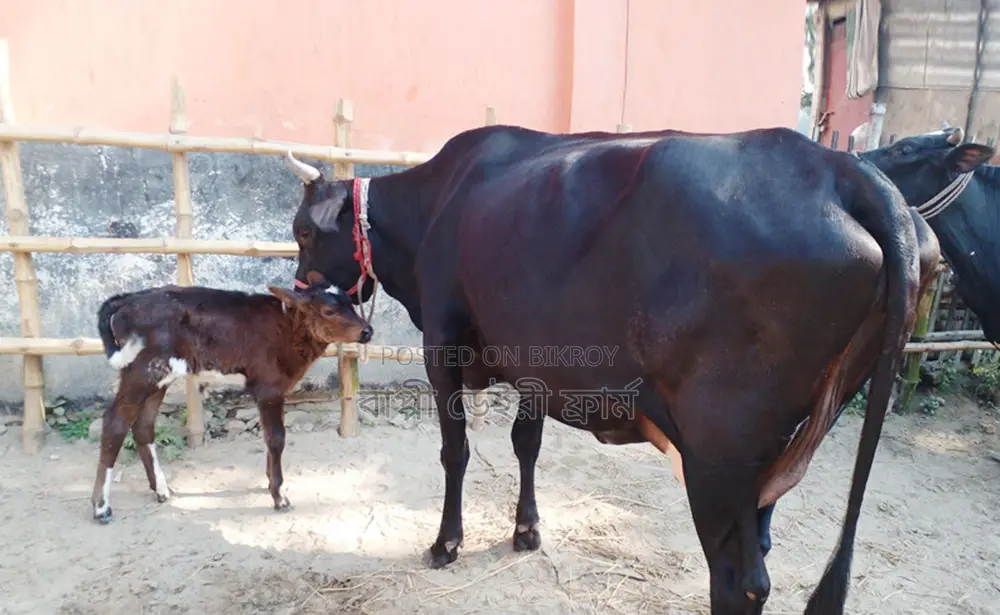 Cow No. 1238, Good Breed.