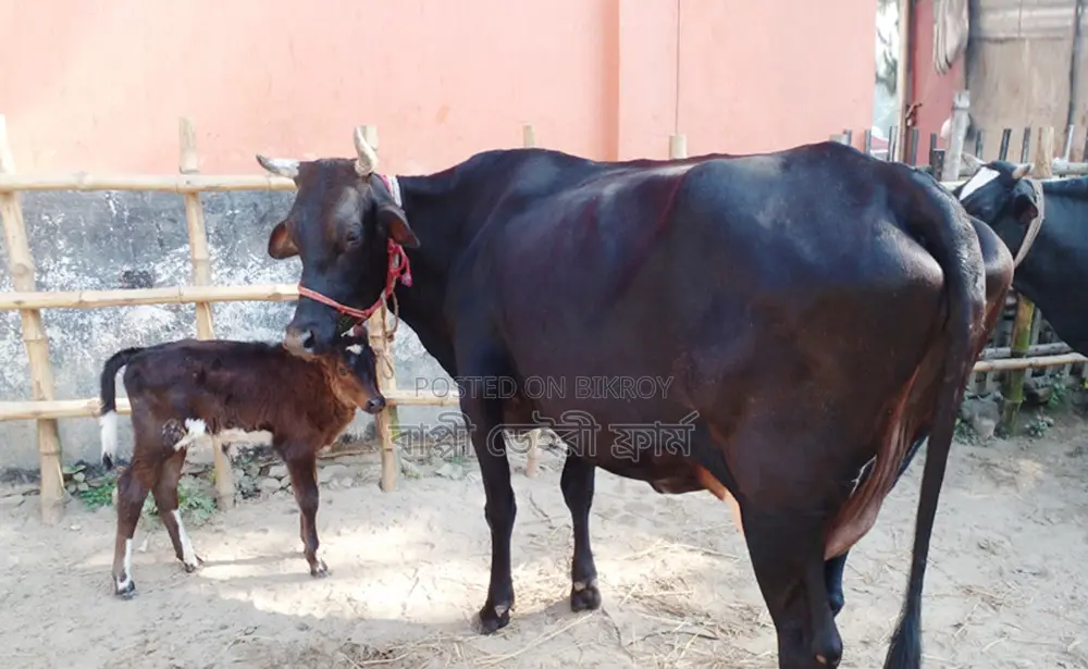 Cow No. 1238, Good Breed.
