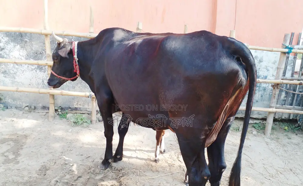 Cow No. 1238, Good Breed.