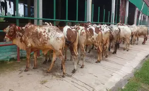 1239 No. 9 high-quality bull calves suitable for rearing.
