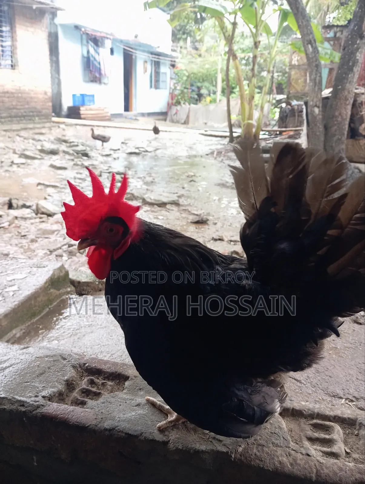 3-piece Japanese Bantam