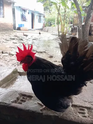 3-piece Japanese Bantam