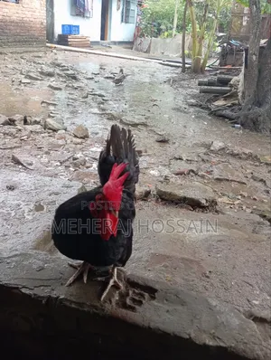 3-piece Japanese Bantam