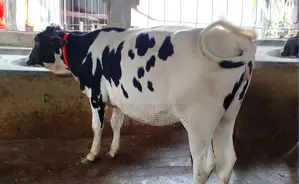 ১২৪০নং বকনা বাছুর গরু বিক্রয় হবে।