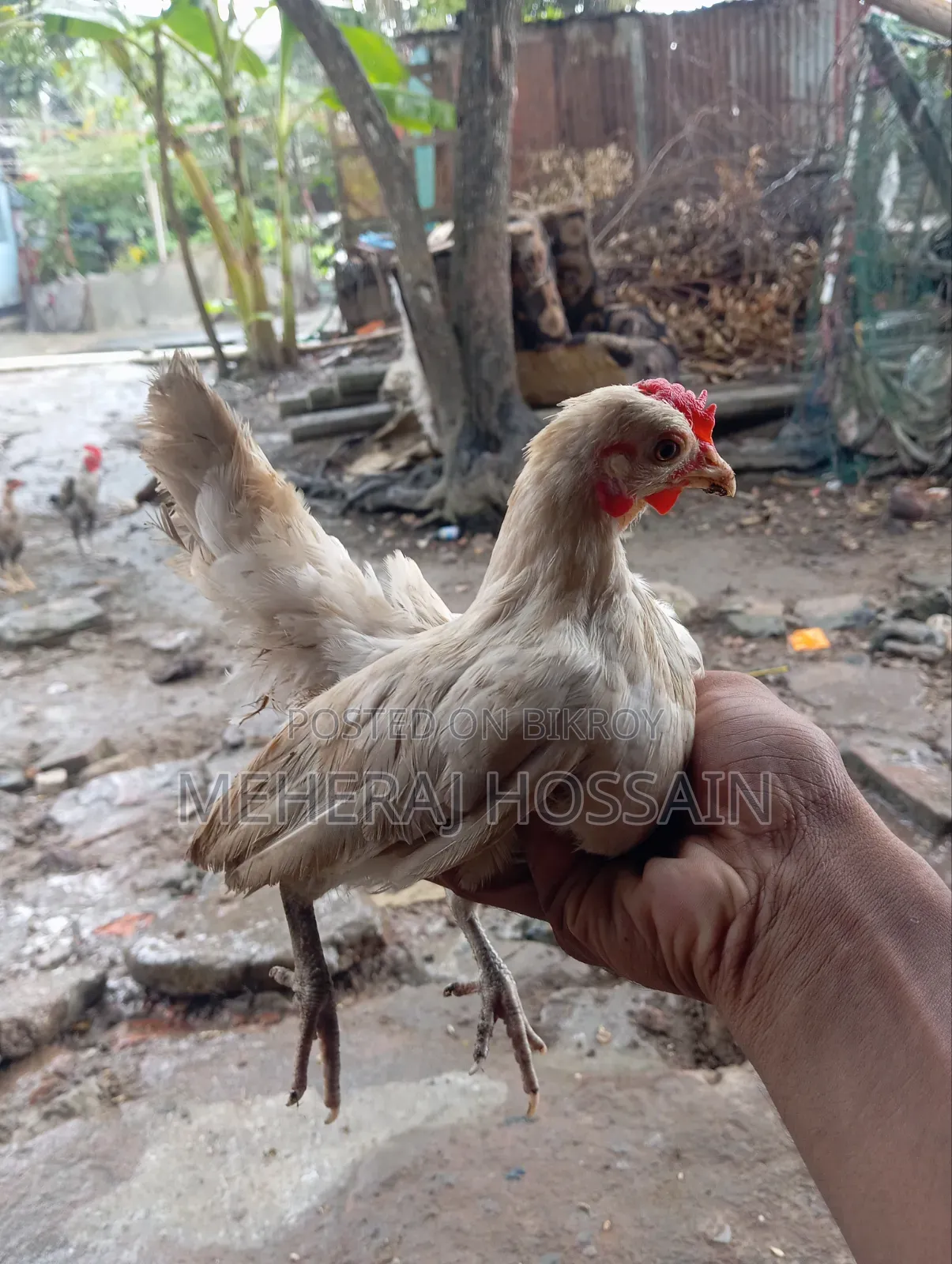 3-piece Japanese Bantam