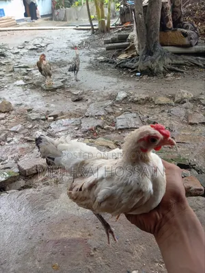 3-piece Japanese Bantam