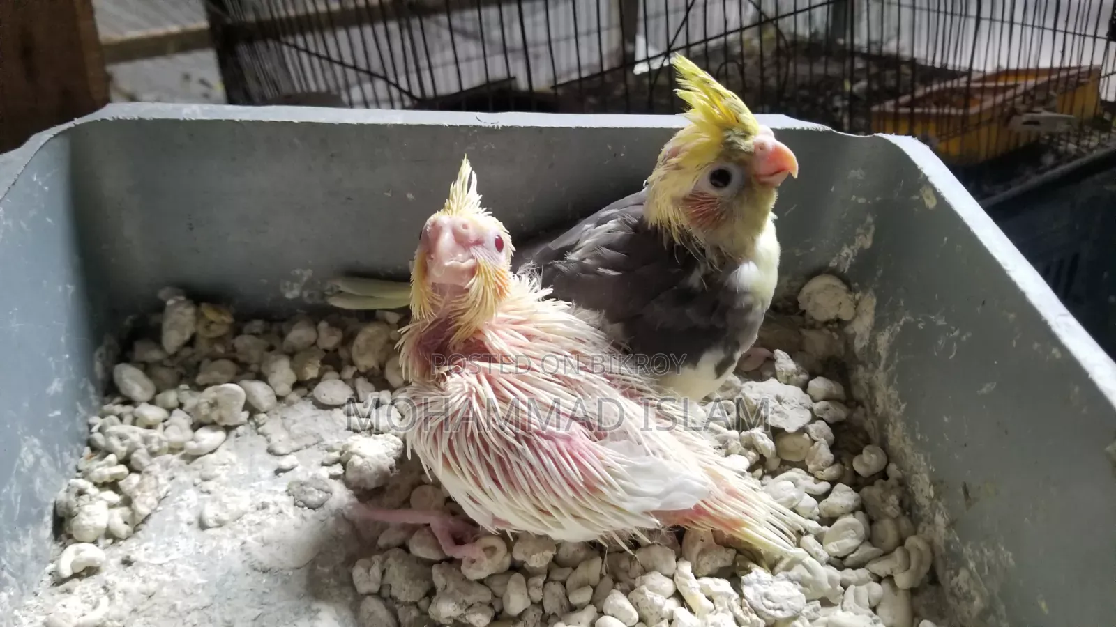 পোষা সাইজের বেবি ককাটেল পাওয়া যাচ্ছে
