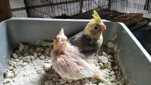 পোষা সাইজের বেবি ককাটেল পাওয়া যাচ্ছে