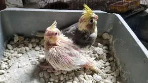 পোষা সাইজের বেবি ককাটেল পাওয়া যাচ্ছে