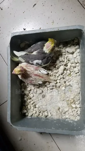 পোষা সাইজের বেবি ককাটেল পাওয়া যাচ্ছে