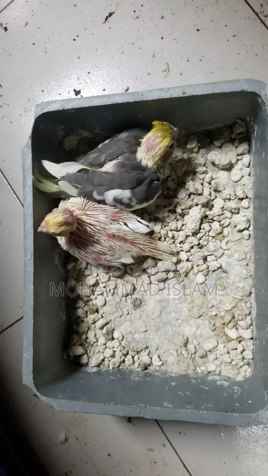 পোষা সাইজের বেবি ককাটেল পাওয়া যাচ্ছে