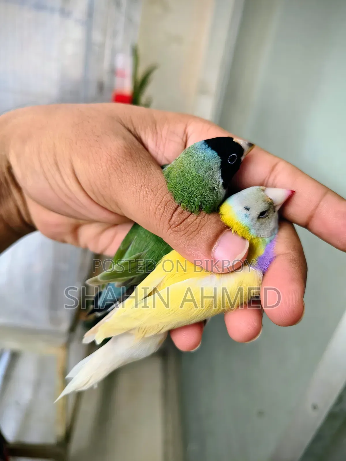 Gouldian Finch