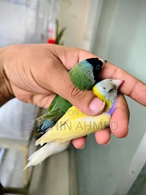 Gouldian Finch